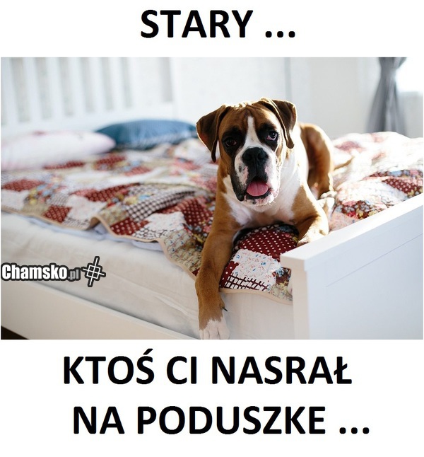 Twój pies