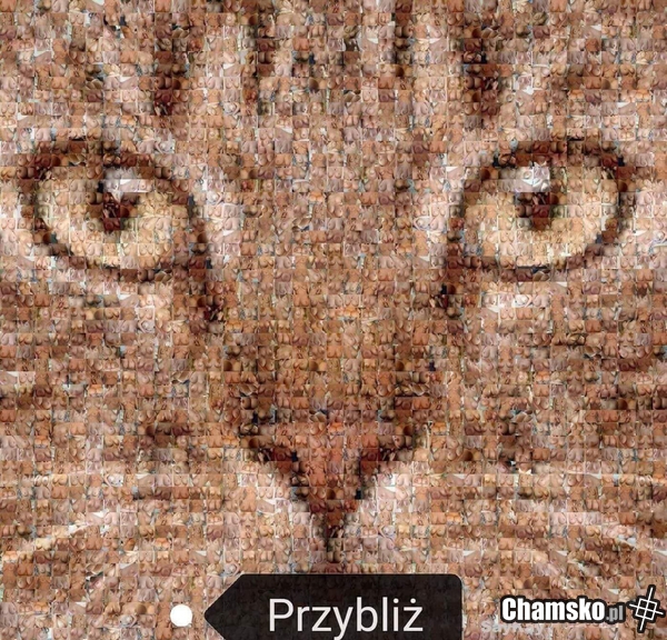 Pussies Cat