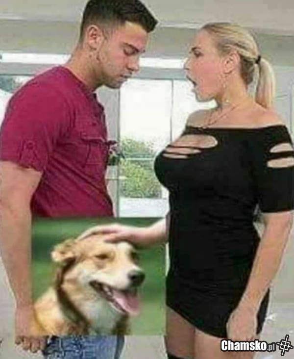 Pies cie jebał