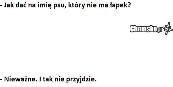 piesek