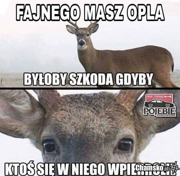 Fajny Opel