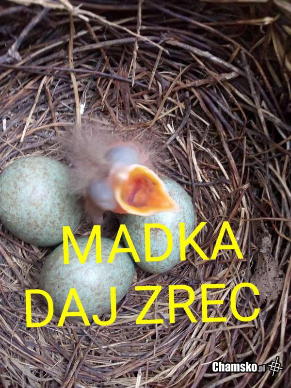 Pisklaczek