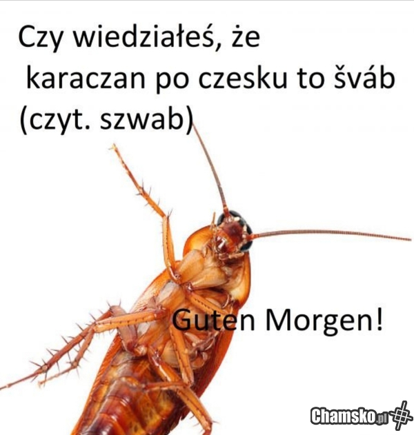 Kokoroucz