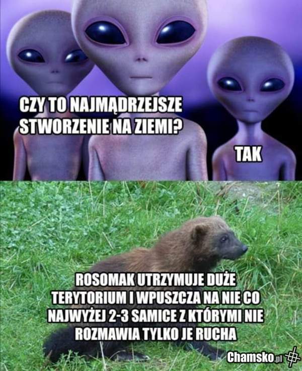 Główka pracuje :]