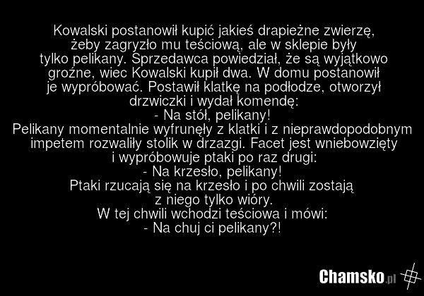 Kowalski postanowił kupić jakieś drapieżne zwierzę, żeby zagryzło mu teściową, ale w sklepie były tylko pelikany. Sprzedawca powiedział, że są wyjątkowo groźne, wiec Kowalski kupił dwa. W domu postanowił je wypróbować. Postawił klatkę na podłodze, otworzył drzwiczki i wydał komendę: - Na stół, peli…