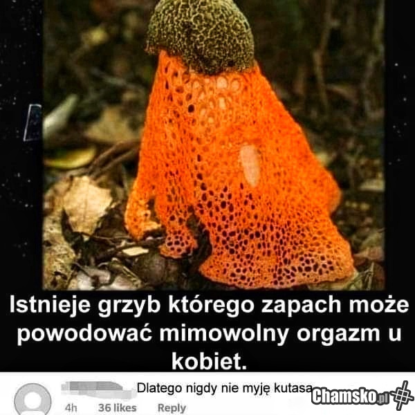 Magic Mushroom ☆
