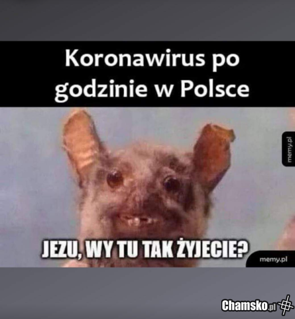 Koronawirus w Polsce