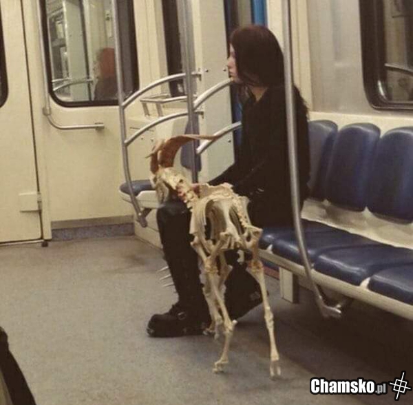 Gdy za długo ruchałeś koze w metrze...