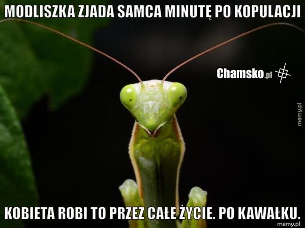 Modliszka