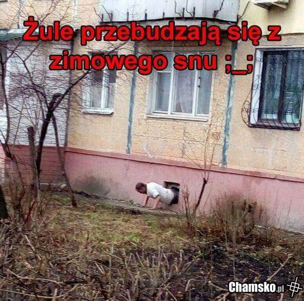 Pobudka