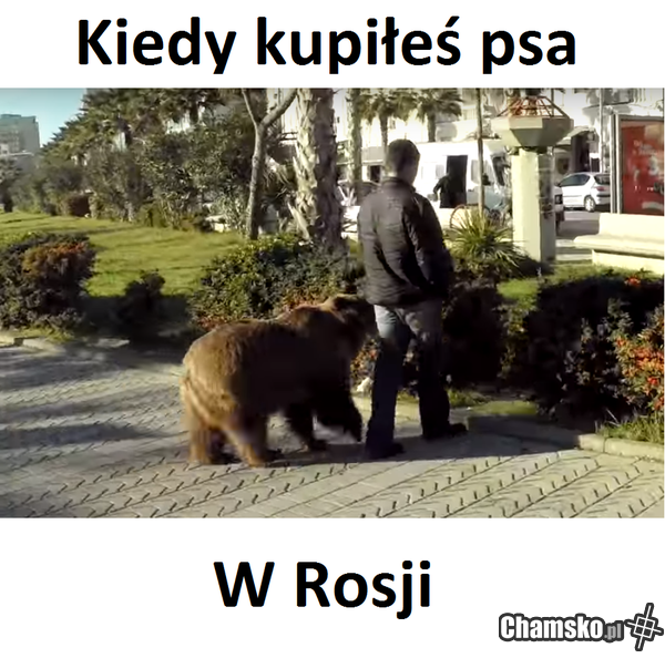 miał być jamnik....
