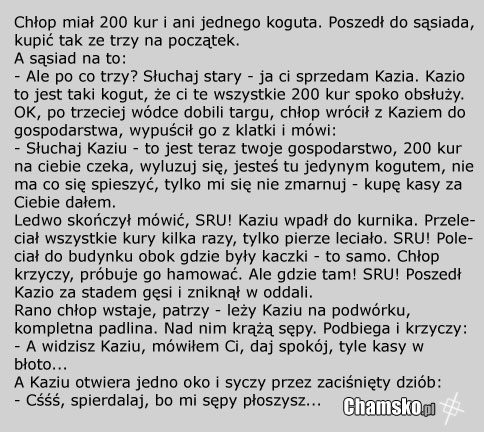 Kazik kogut