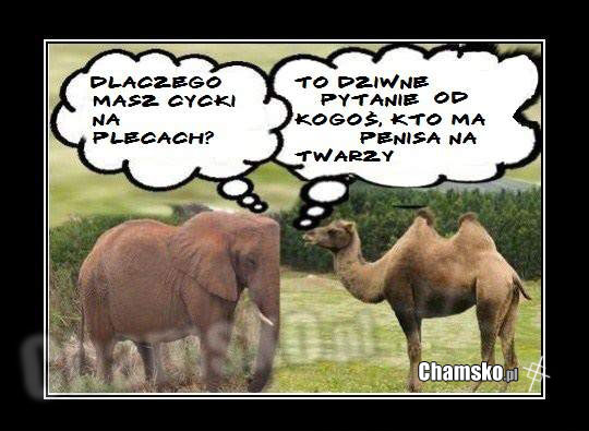 pytanie