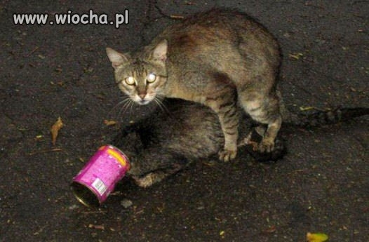 brzydki ryj miala