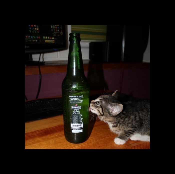 Kocia lubi Heinekena