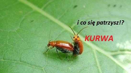I CO....?