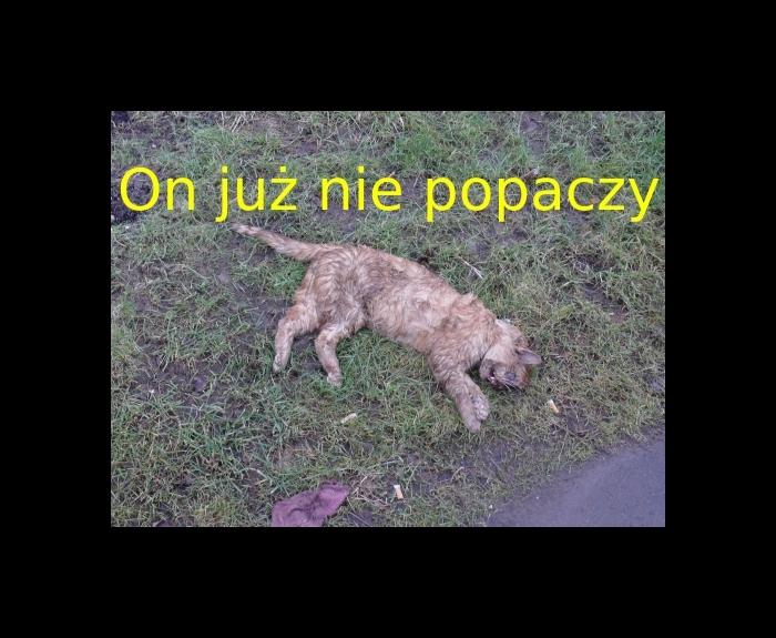 Kot