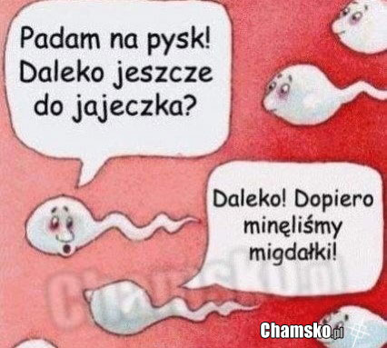 plemniczki