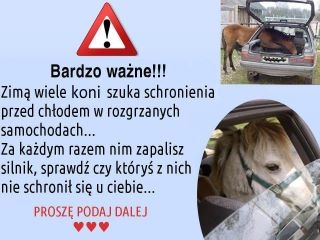 Konik