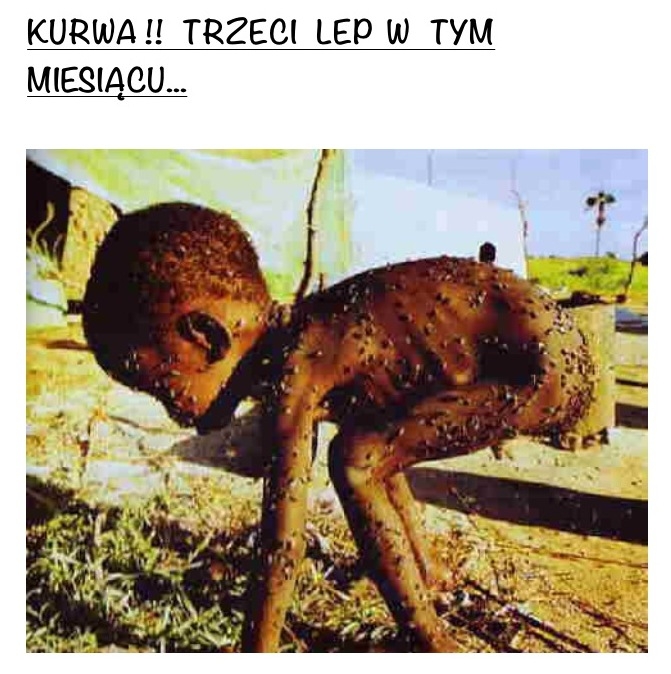 lep na muchy