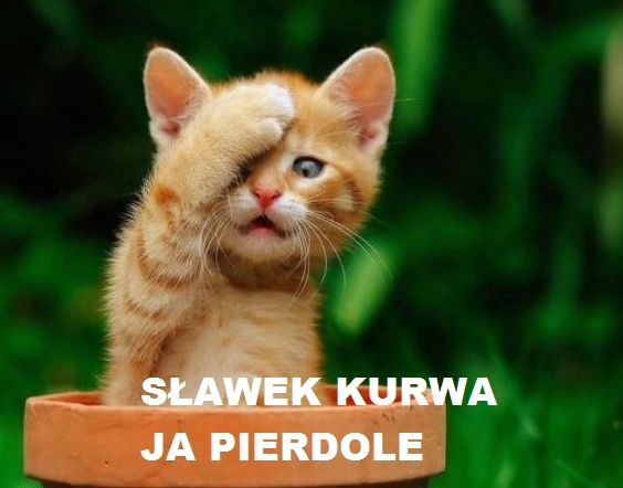 polska niemcy