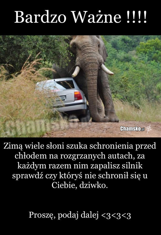 Slon