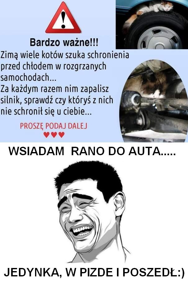 UWAZAJ NA KOTY HAHAHAA