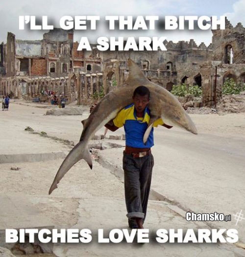 Love sharks