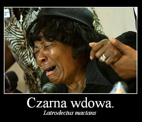 Czarna wdowa.