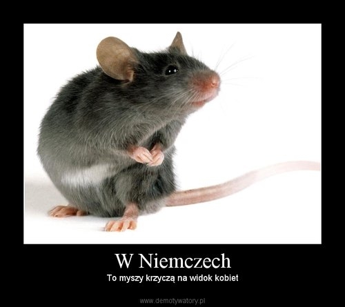 Myszy