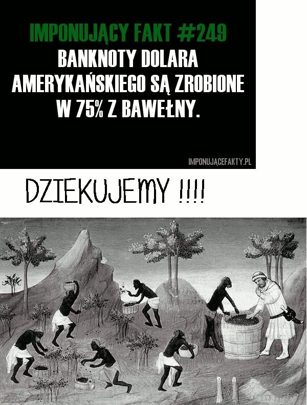 bawelna